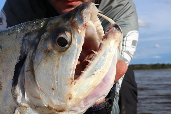 ¡Los dientes de la payara son impresionantes!
