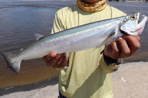 La biara es similar a la payara.