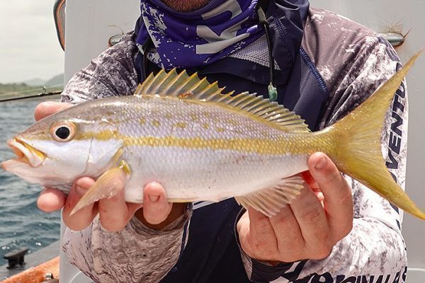 Un pargo cola amarilla del Caribe