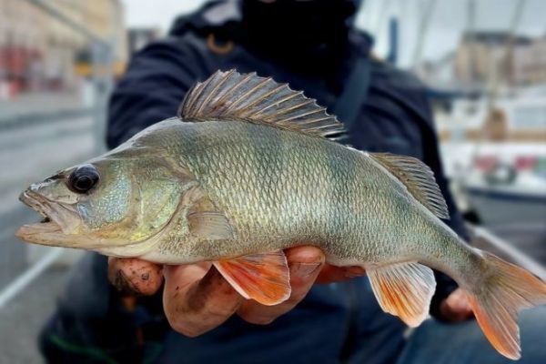 Pesca de depredadores durante la temporada de veda