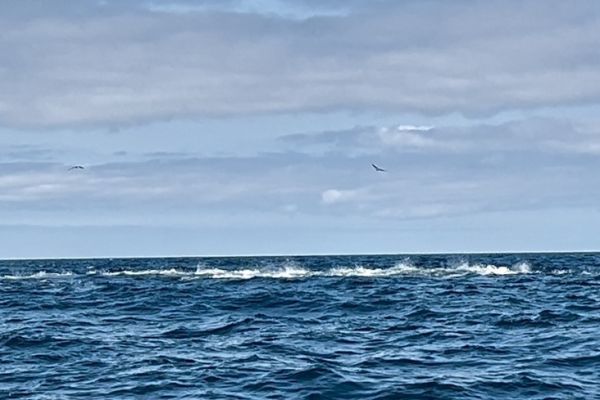 La caza del atún es una etapa que requiere dominar ciertos parámetros.