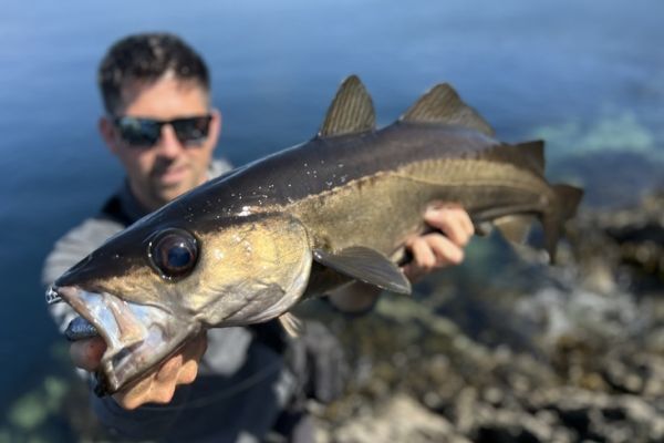 La pesca del abadejo desde la costa es excepcional en Irlanda.