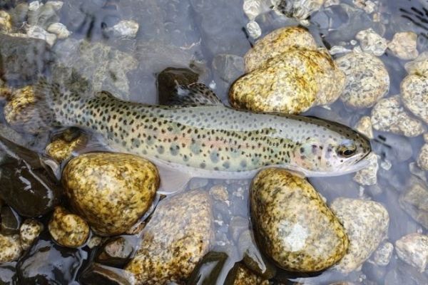 Pesca de truchas en La Paz