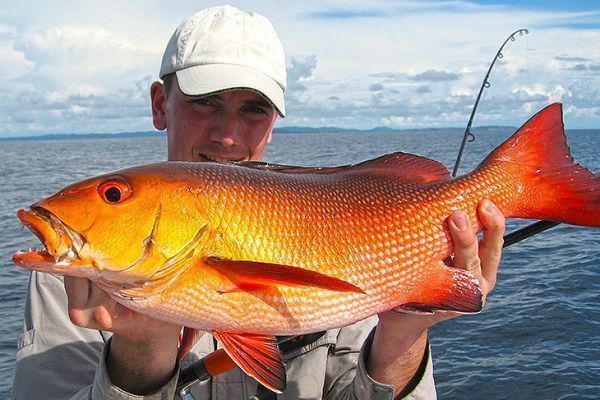 Bonito pargo rojo del Ocano ndico