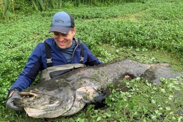 Pesca del siluro con rompedor
